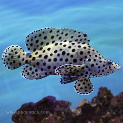 Panther Grouper (Asia Pacific)