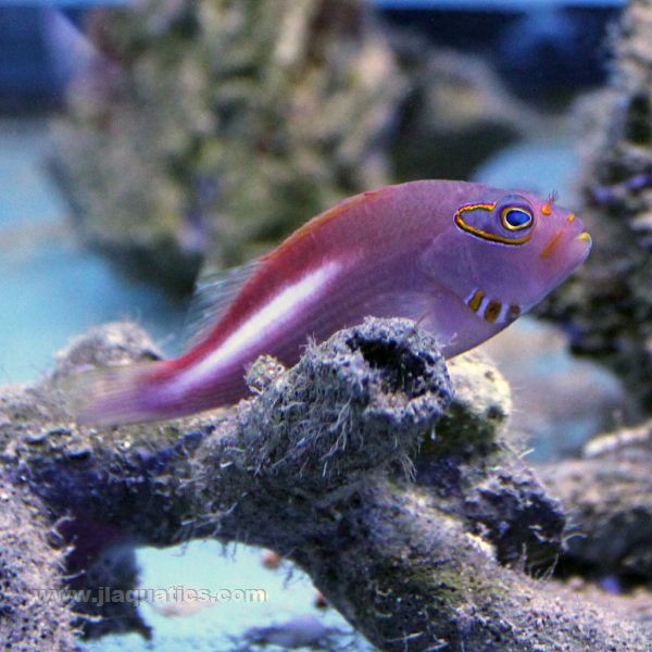 Buy Arc Eye Hawkfish (South Pacific) in Canada for as low as 59.45