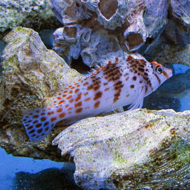 Falco Hawkfish