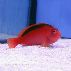 Buy Flame Hawkfish (South Pacific) in Canada for as low as 79.95