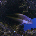 Buy Foster's Hawkfish (South Pacific) in Canada for as low as 64.95