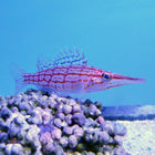 Buy Longnose Hawkfish (Asia Pacific) in Canada for as low as 69.45