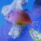 Lyretail Hawkfish