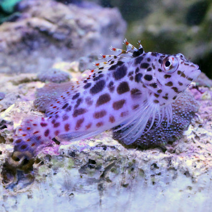 Pixy Hawkfish