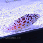 Speckled Hawkfish