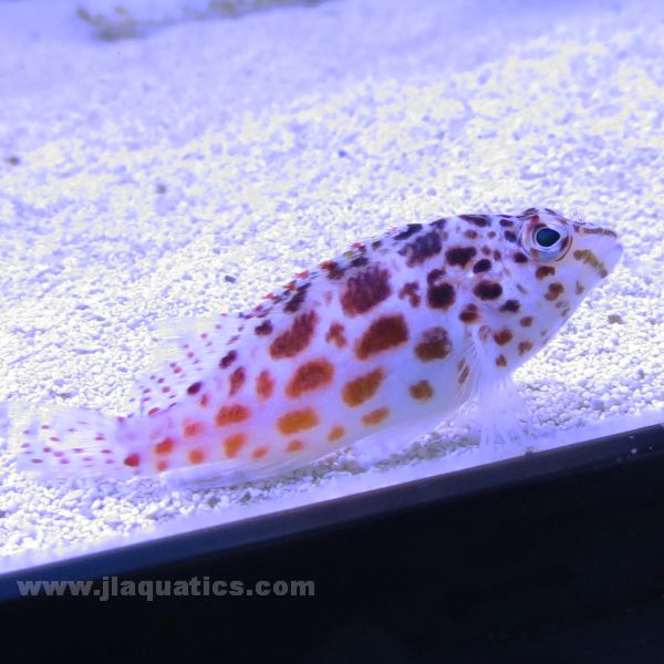 Speckled Hawkfish