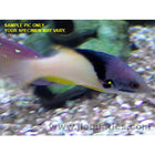 Buy Bicolor Hogfish (Asia Pacific) in Canada for as low as 37.95