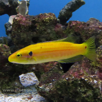 Candy Stripe Hogfish