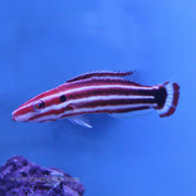 Buy Crescent Hogfish (Asia Pacific) in Canada for as low as 132.45