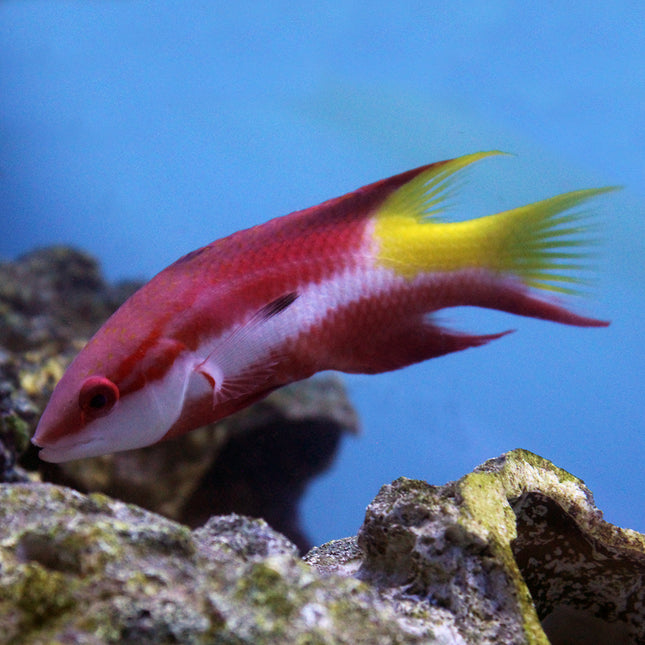 Cuban Hogfish