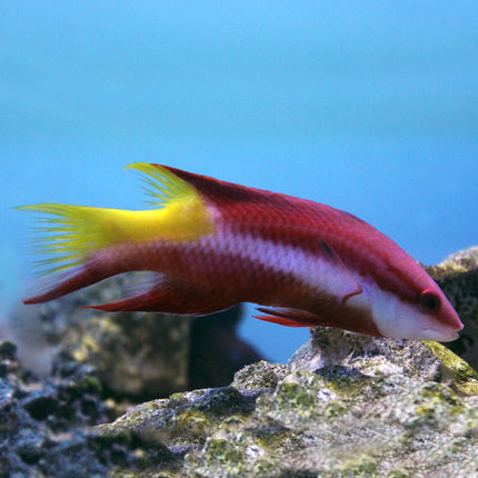 Cuban Hogfish (Atlantic)