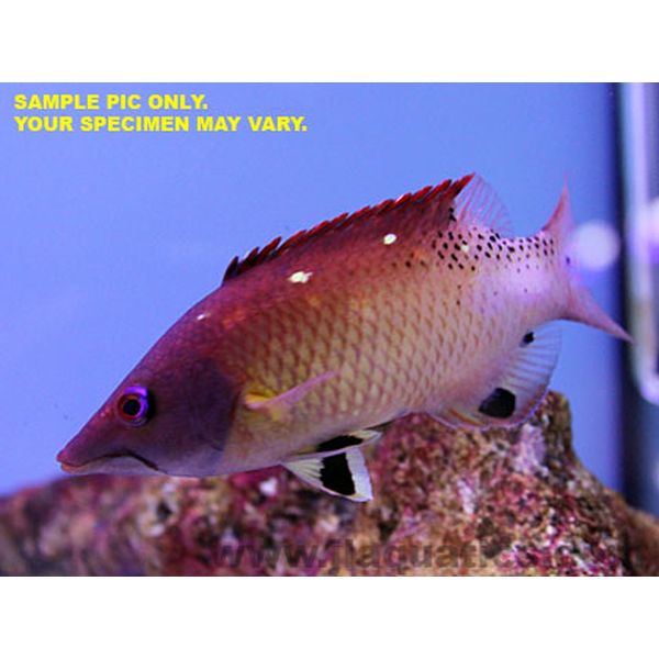 Buy Diana's Hogfish (Asia Pacific) in Canada for as low as 39.45