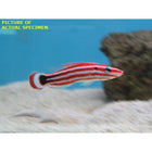 Peppermint Hogfish (Asia Pacific)