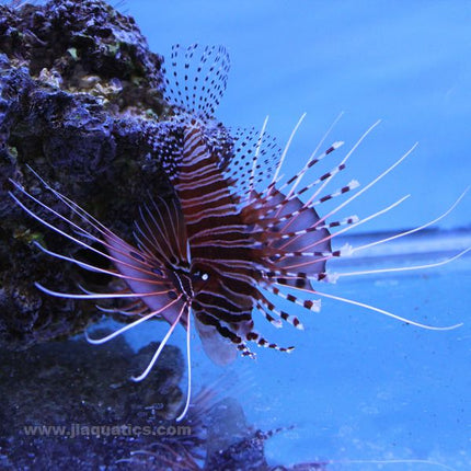 Antennata Lionfish (Asia Pacific)