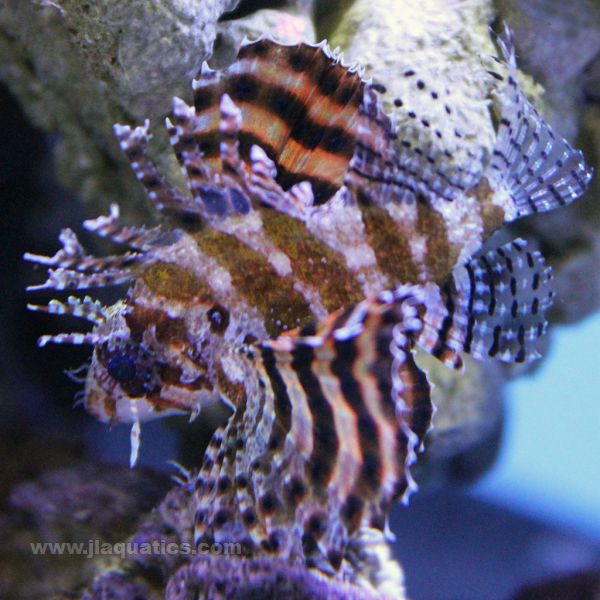 Buy Shortfin Lionfish (Asia Pacific) in Canada for as low as 55.95