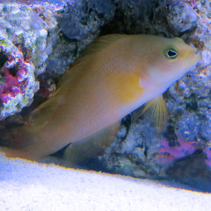 Golden Pseudochromis