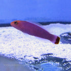 Buy Red Elongated Pseudochromis (Asia Pacific) in Canada for as low as 68.45