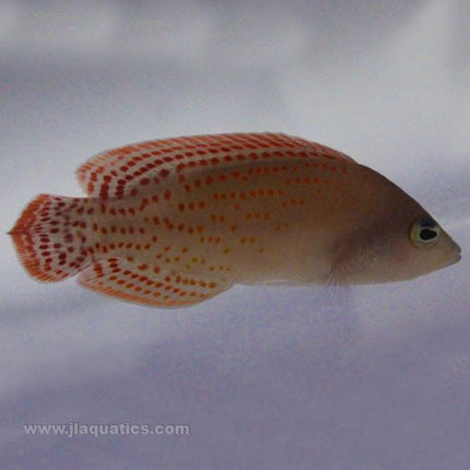 Buy Red Spot Pseudochromis - Male (Indian Ocean) in Canada for as low as 105.95