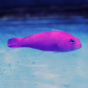 Buy Strawberry Pseudochromis (Asia Pacific) in Canada for as low as 27.45