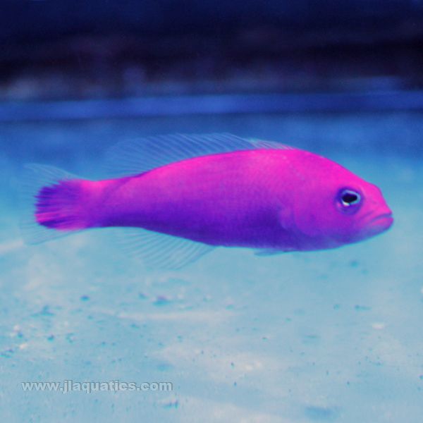 Buy Strawberry Pseudochromis (Asia Pacific) in Canada for as low as 27.45