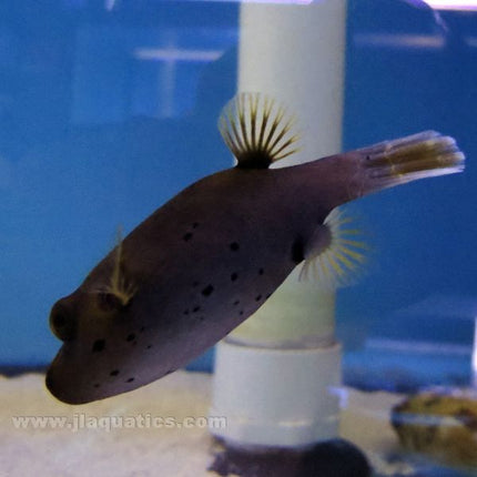 Dog Face Puffer (Asia Pacific)