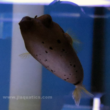 Dog Face Puffer (Asia Pacific)