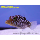 Buy Long Nose Puffer (Indian Ocean) in Canada for as low as 52.95