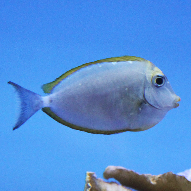 Blonde Naso Tang (Indian Ocean)