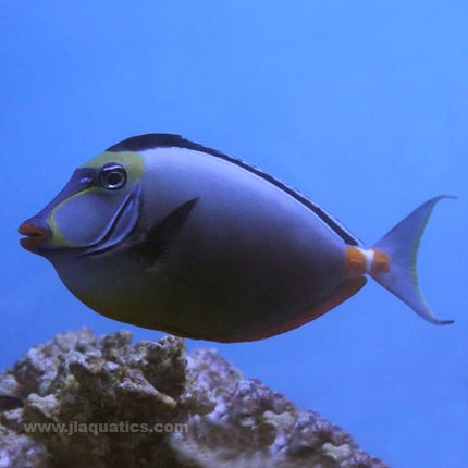 Blonde Naso Tang (Indian Ocean)