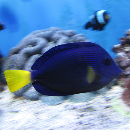 Purple Tang