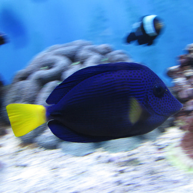 Purple Tang