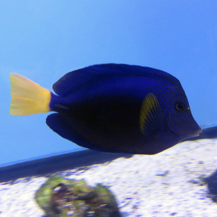 Purple Tang