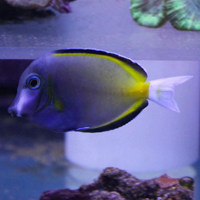 Whitecheek Tang (Asia Pacific)