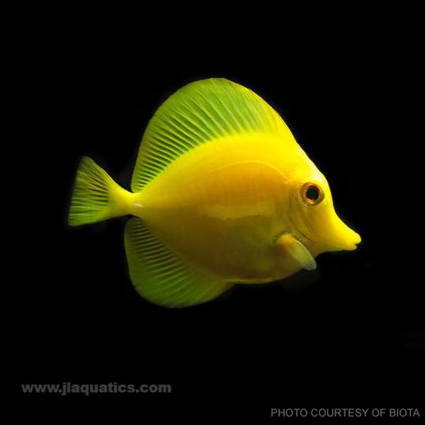 Buy Biota Yellow Tang (South Pacific) in Canada for as low as 240.45