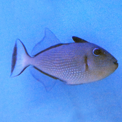 Blue Throat (Female) Trigger (South Pacific)