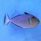 Blue Throat (Female) Trigger (South Pacific)