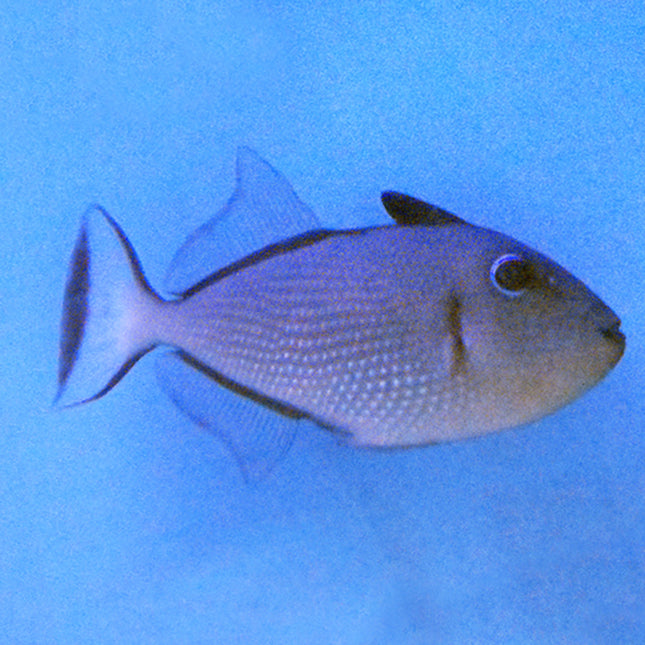 Blue Throat (Female) Trigger (South Pacific)