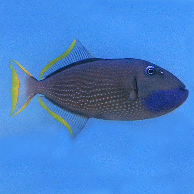 Blue Throat (Male) Trigger (South Pacific)