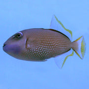 Buy Blue Throat (Male) Trigger (Asia Pacific) in Canada for as low as 119.95