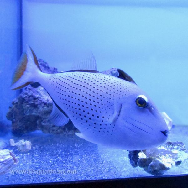 Buy Sargassum Trigger (Atlantic) in Canada for as low as 336.45