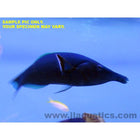 Buy Bird (Male) Wrasse (Asia Pacific) in Canada for as low as 98.95