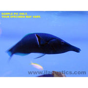 Buy Bird (Male) Wrasse (Asia Pacific) in Canada for as low as 98.95