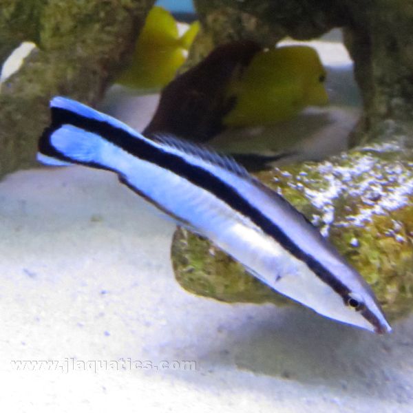 Cleaner Wrasse