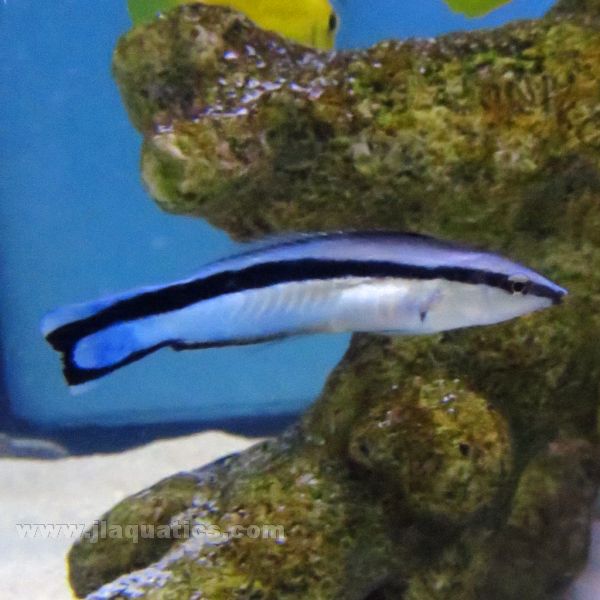 Cleaner Wrasse | JLAquatics Canada – J&L Aquatics Ltd.