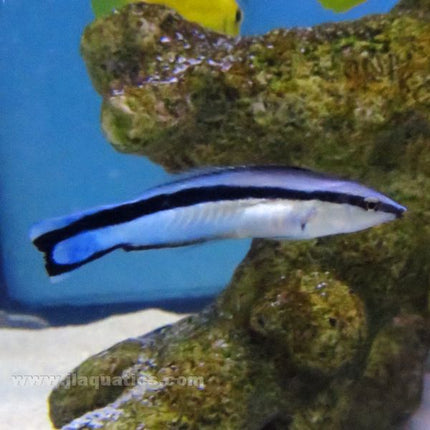 Cleaner Wrasse