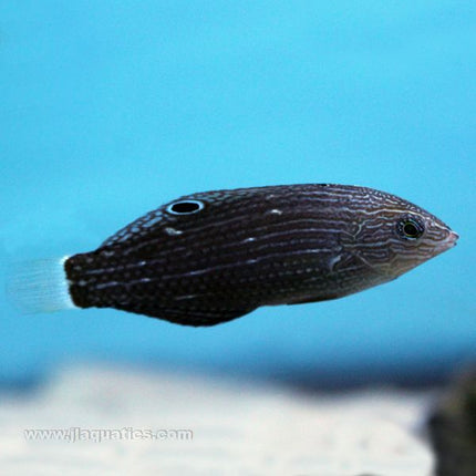 Dusky Wrasse