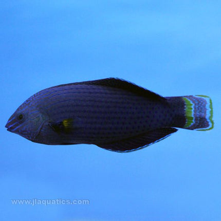 Buy Dusky Wrasse (Asia Pacific) in Canada for as low as 60.95