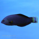 Buy Dusky Wrasse (Asia Pacific) in Canada for as low as 60.95