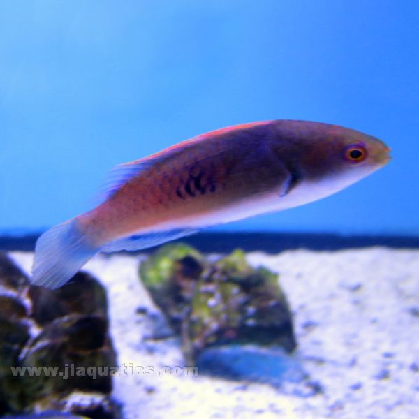 Blue Sided Fairy Wrasse