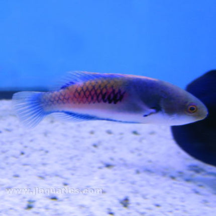 Blue Sided Fairy Wrasse